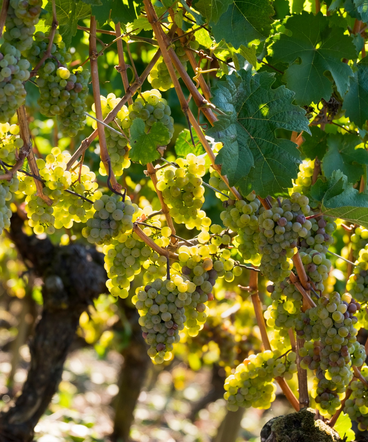 Nahaufnahme von weißen Trauben, die in einem sonnigen Weinberg reifen.