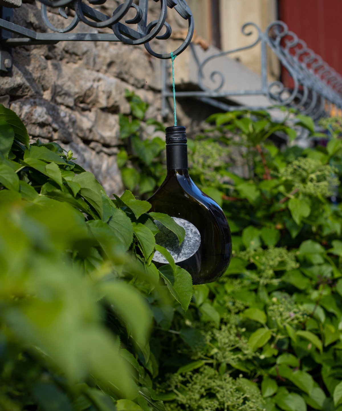 Bocksbeutel Weinflasche an einer Steinmauer, umgeben von grünen Pflanzen.