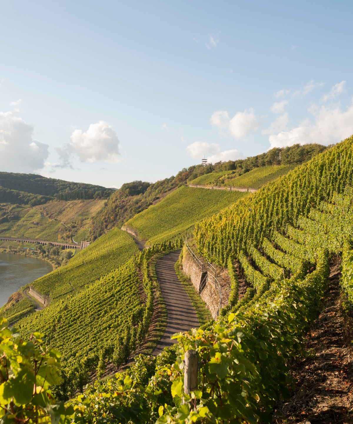 Blick auf einen Wanderweg im Sommer zwischen den Weinreben im Anbaugebiet Mosel.