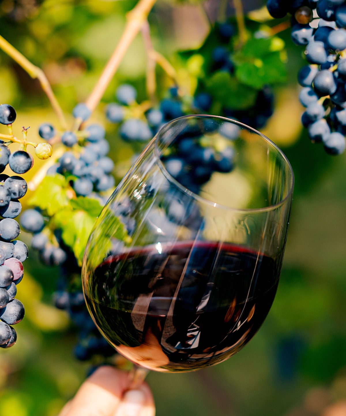 Rotweinglas vor reifen, dunkelblauen Trauben am Weinstock im Sonnenlicht.