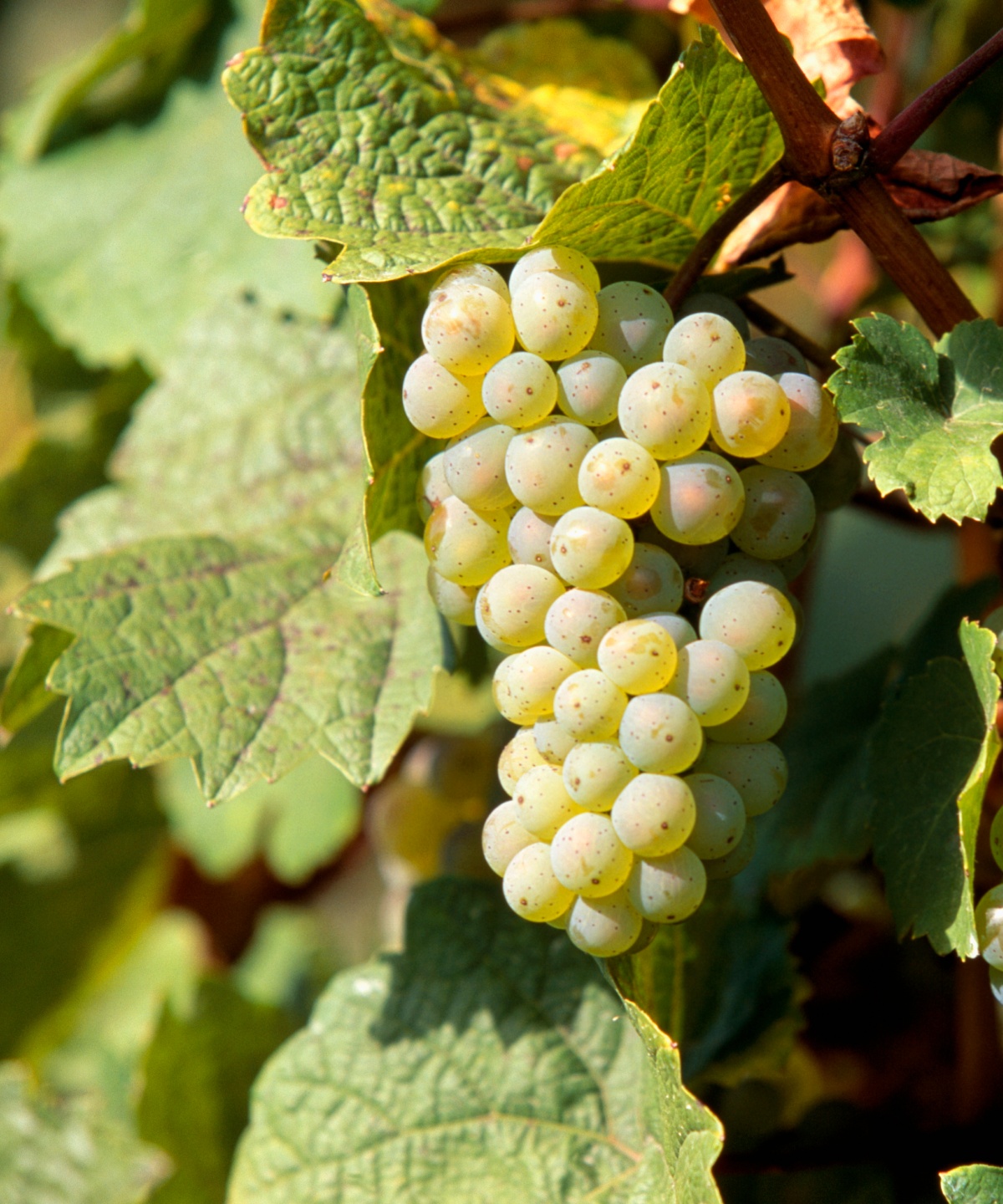 Helle Weintrauben im Sonnenlicht an der Rebe.