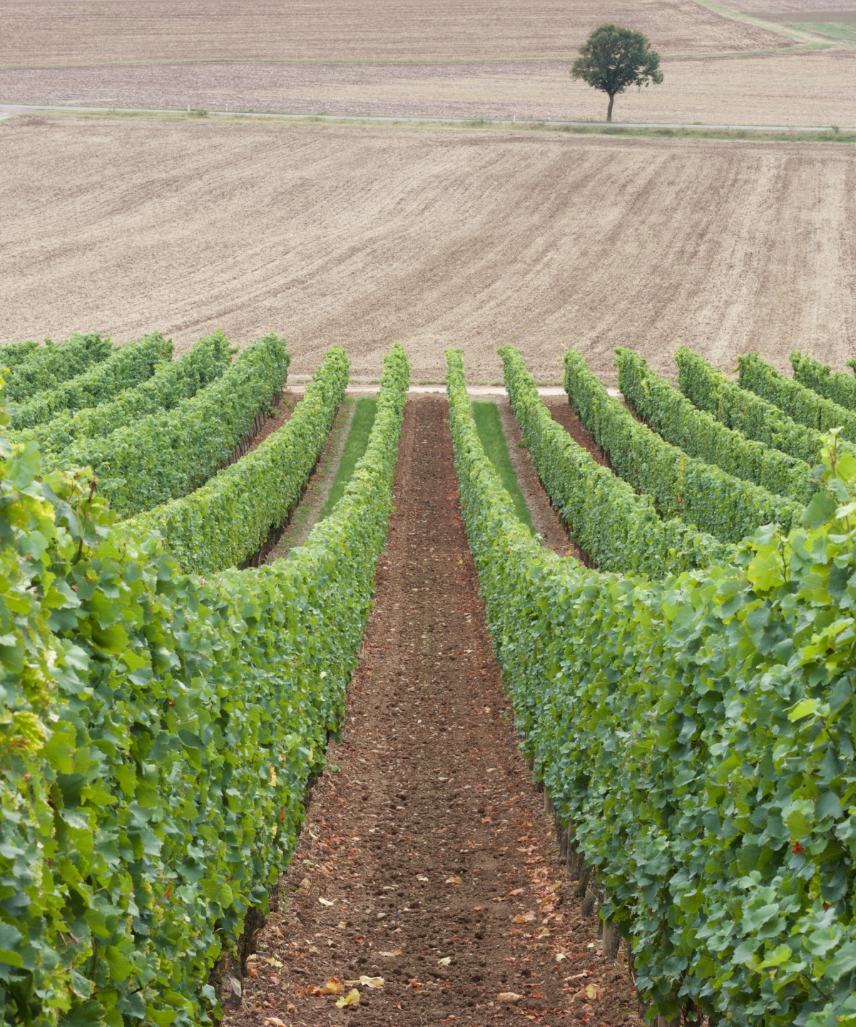 Mehrere Reihen Weinreben in den Weinbergen von Rheinhessen.