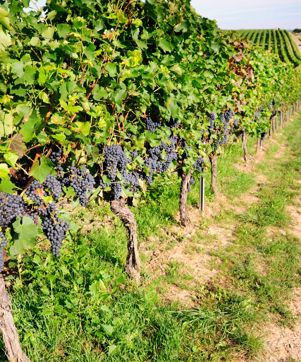 Dunkle erntereife Weintrauben an Rebstöcken im Weinanbaugebiet Rheinhessen.