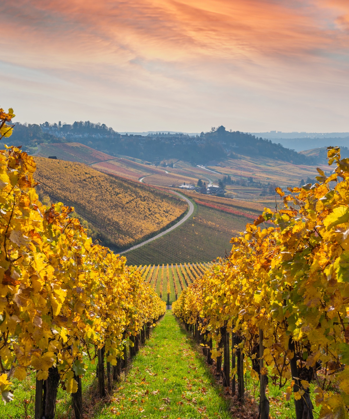 Weinberge Württembergs im Herbst, gold-gelb farbene Reben unter farbigem Abendhimmel in hügeliger Landschaft.