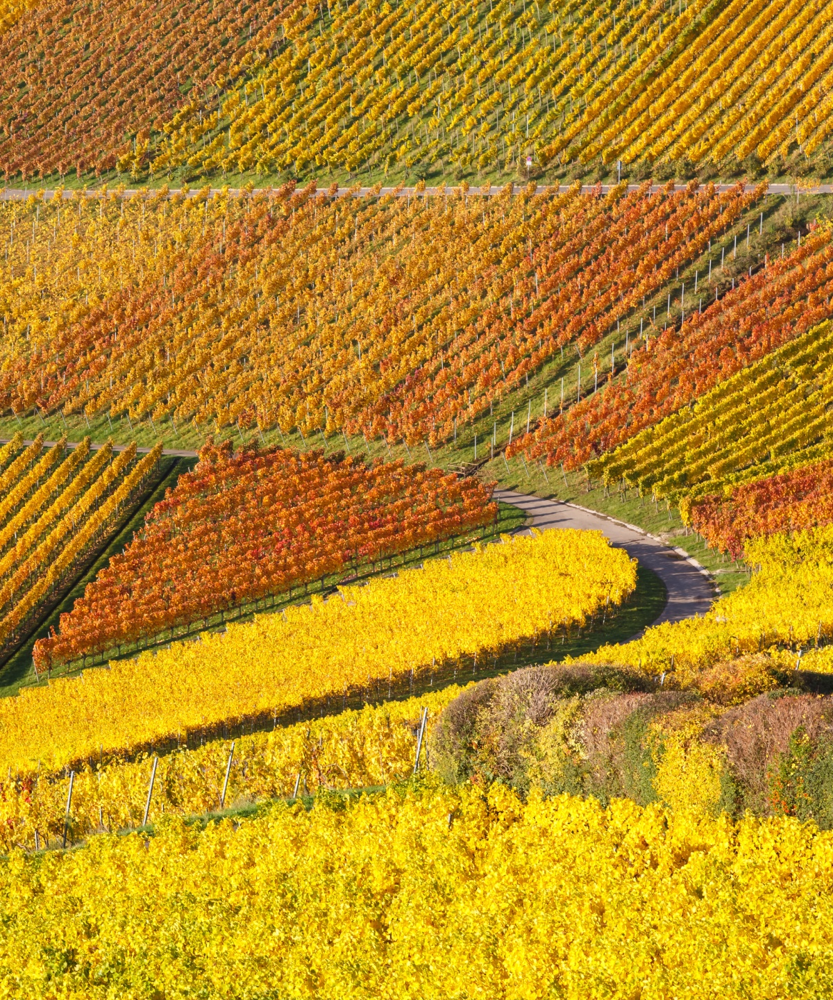 Herbstliche Weinberge in leuchtenden Gelb-, Orange- und Rottönen, geschwungener Pfad zwischen den Reben.
