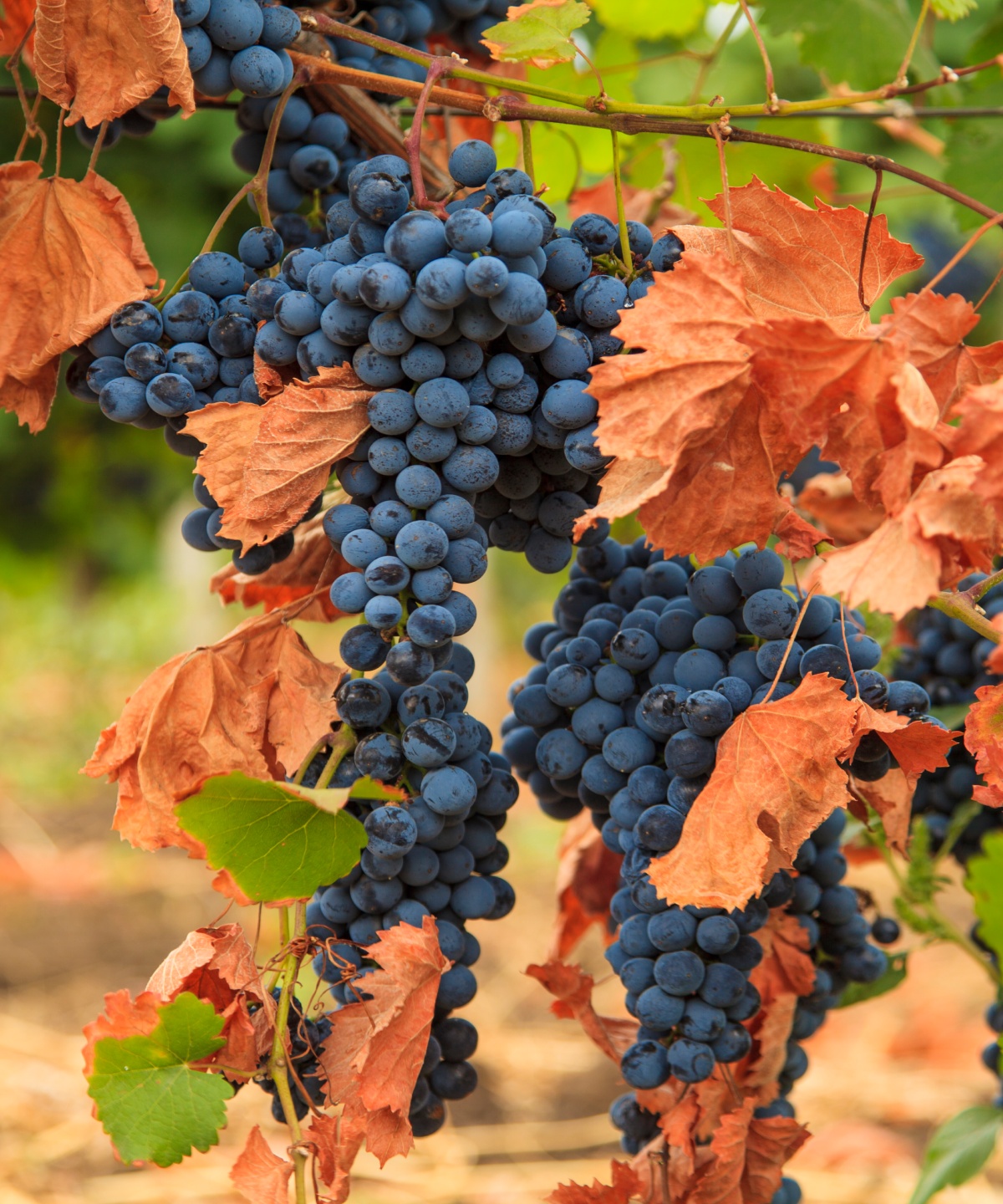 Reife, dunkelblaue Trauben hängen an Reben mit grünen und herbstbraunen Blättern im Weinberg.