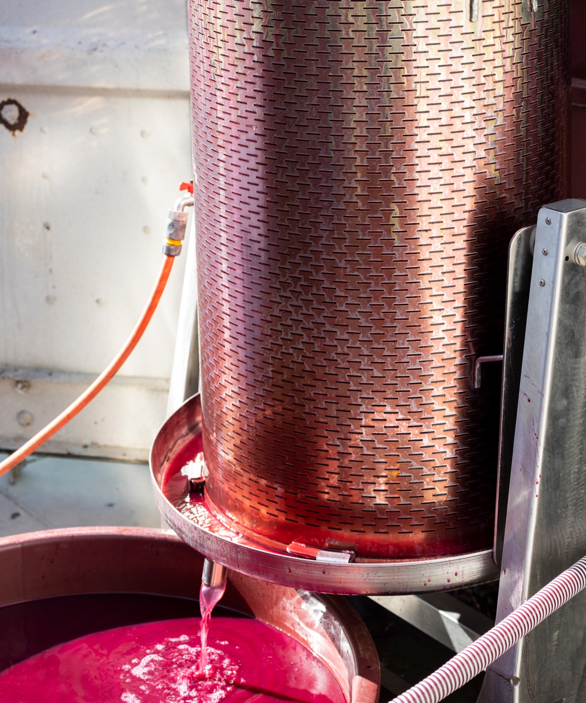 Rote Weintrauben werden in einer modernen Presse entsaftet, Saft fließt während der Gärung in einen Behälter.
