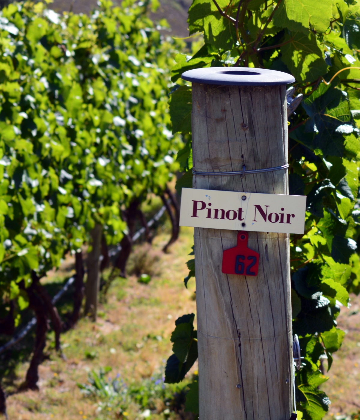 Ein Schild vor Reben mit der Aufschrift Pinot Noir.