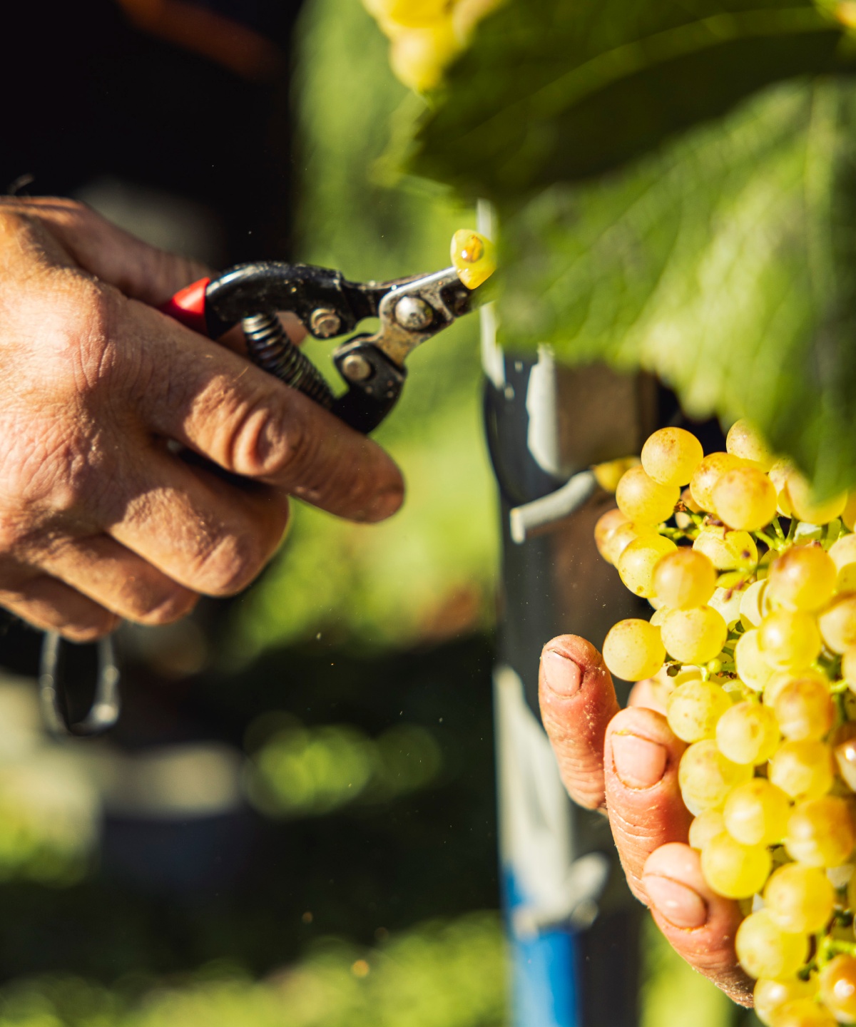 Eine reife Weinrispe grüngelber Trauben wird gerade von einer Weinrebe geärntet.