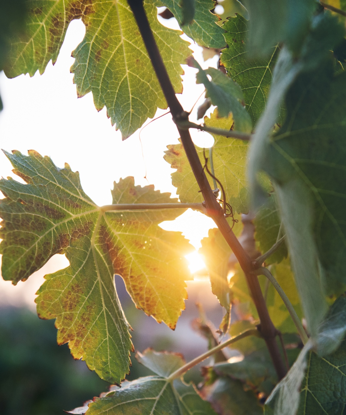 Sonnenstrahlen scheinen zwischen Weinblättern hindurch..
