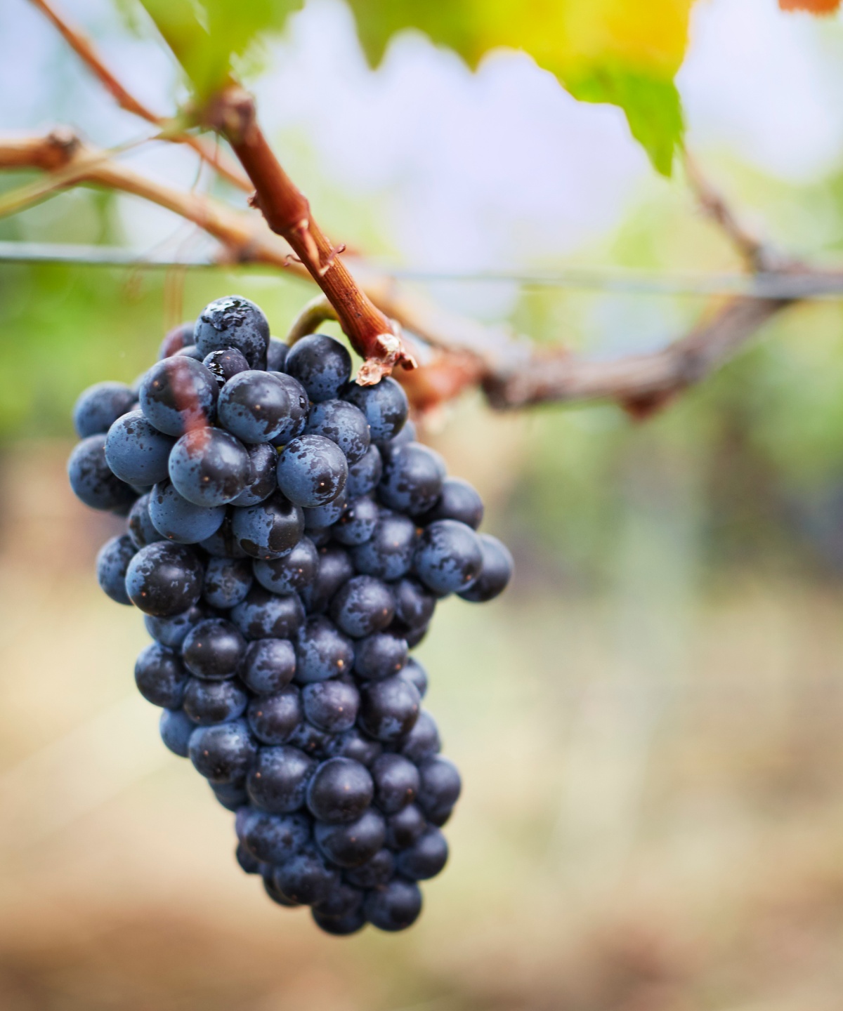 Rotew Trauben hängen erntereif an einem Ast in den Weinreben.