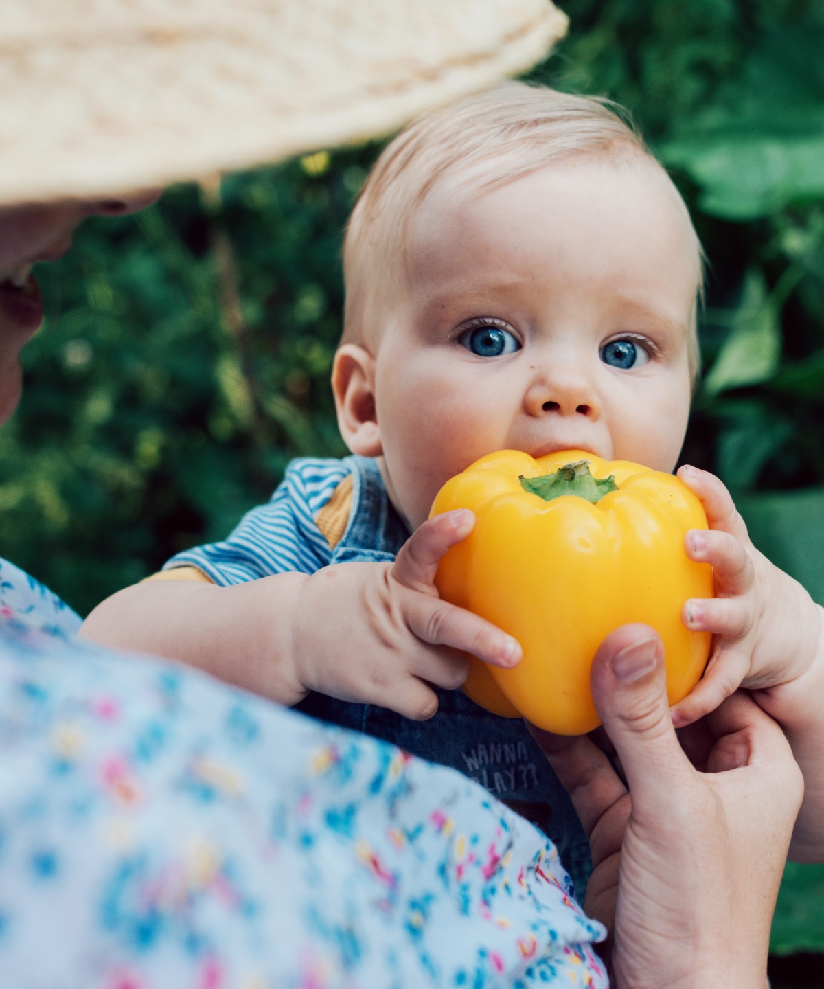 Ein Baby versucht, in eine gelbe Paprika zu beißen.