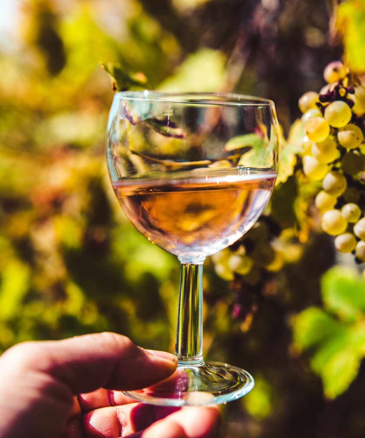 Person hält Glas Roséwein vor reifen weißen Trauben an einem Weinstock in die Sonne.