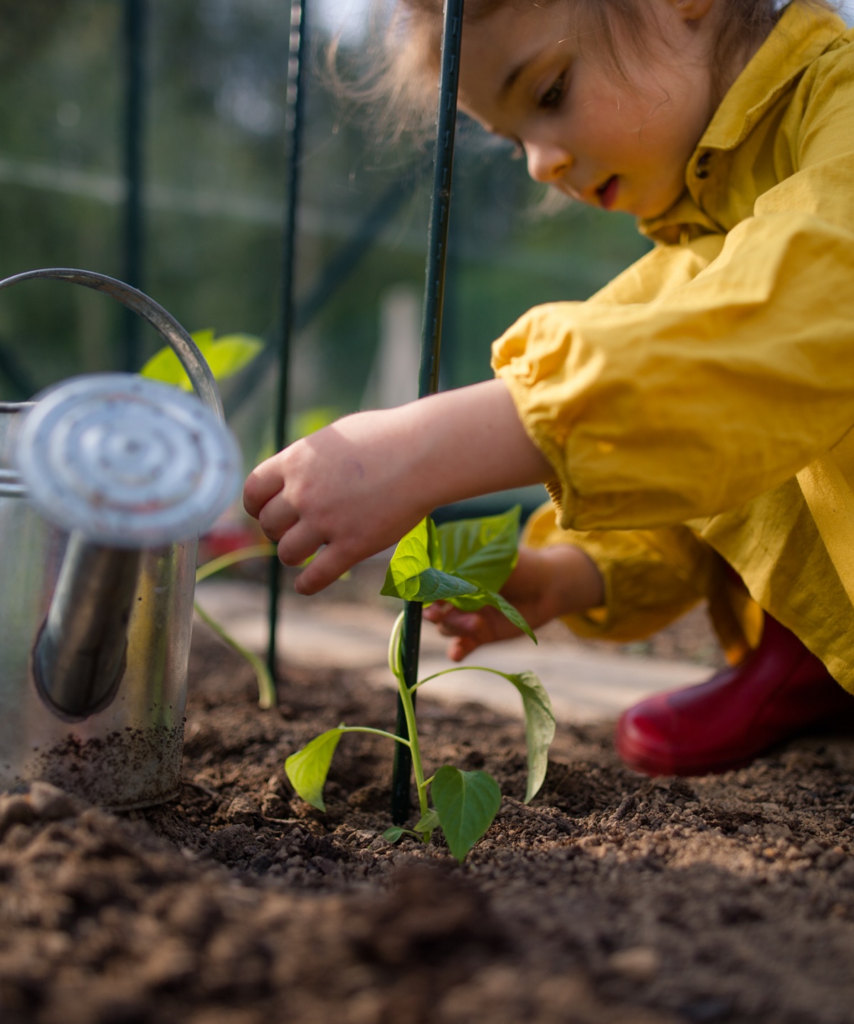 Mädchen arrangiert einen im Beet eingepflanzten Steckling um einen Stock, daneben eine Grießkanne.