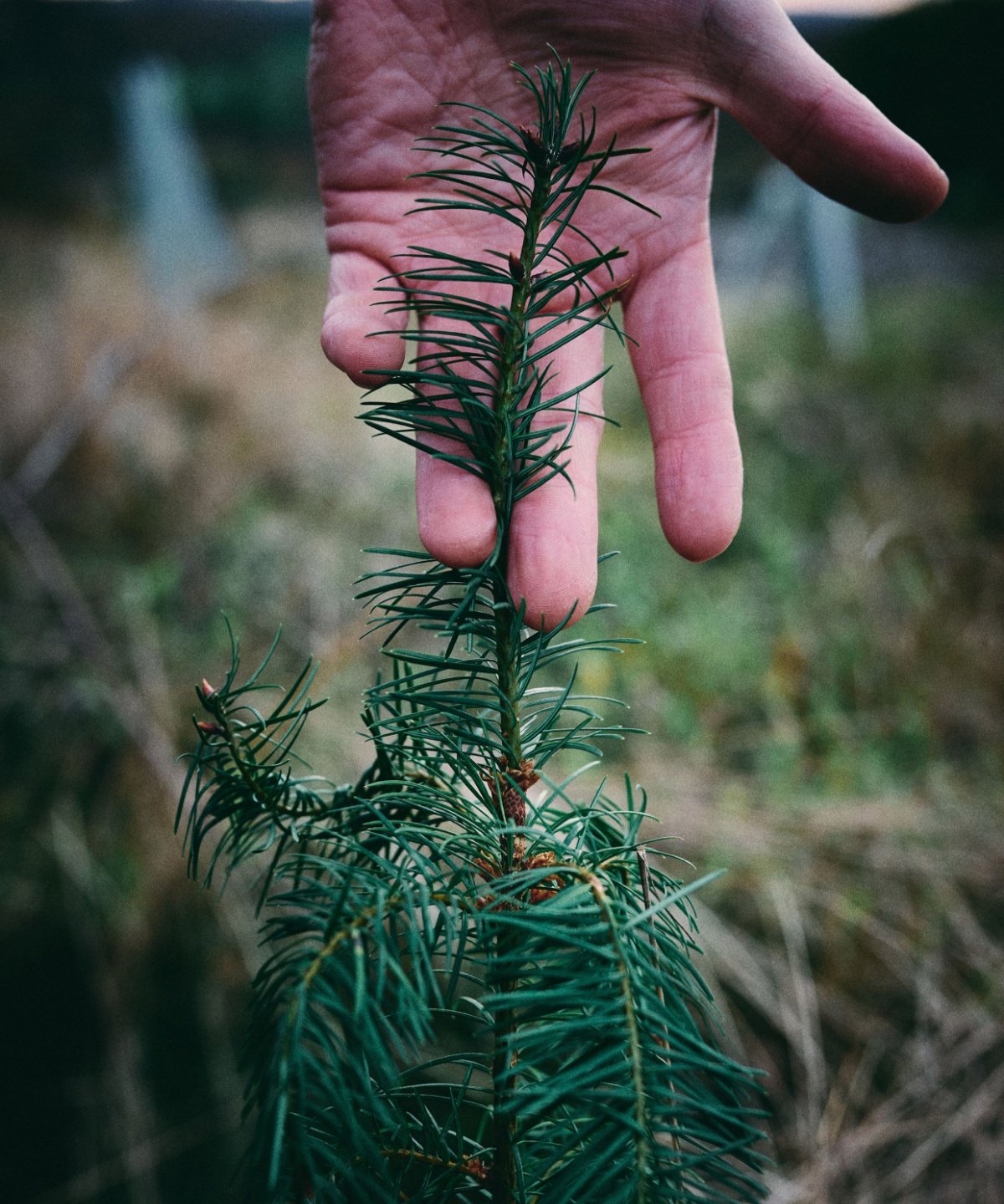 Verschiedene Waren Durchgehen Abendessen machen aldi tannenbaum