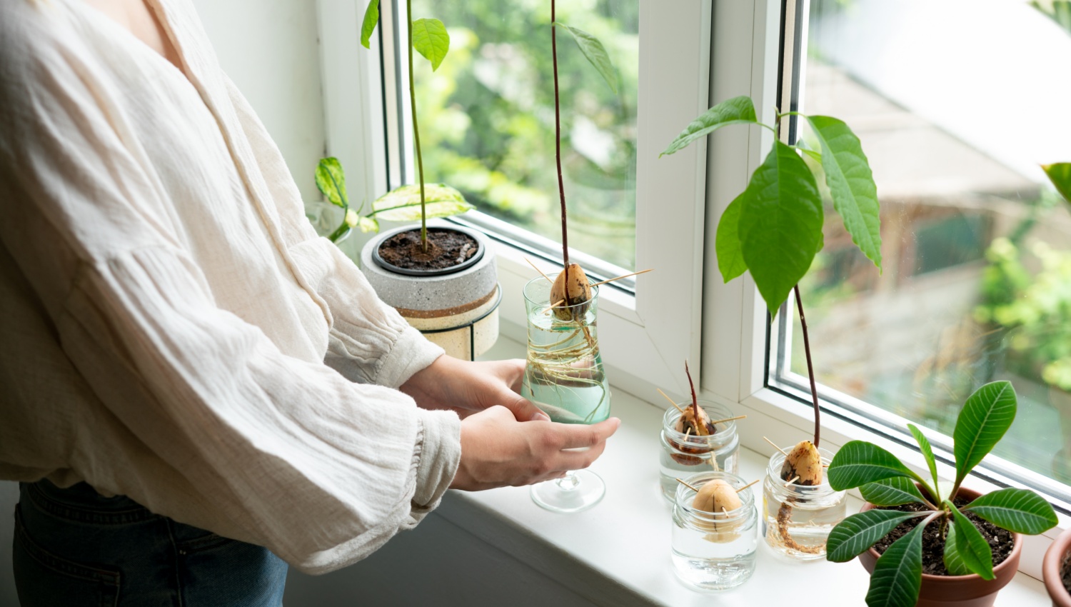 Eine stellt ein Wasserglas mit einem wurzelnden Avocadokern auf die Fensterbank. Daneben weitere Kerne und Avocadopflanzen in Gläsern.