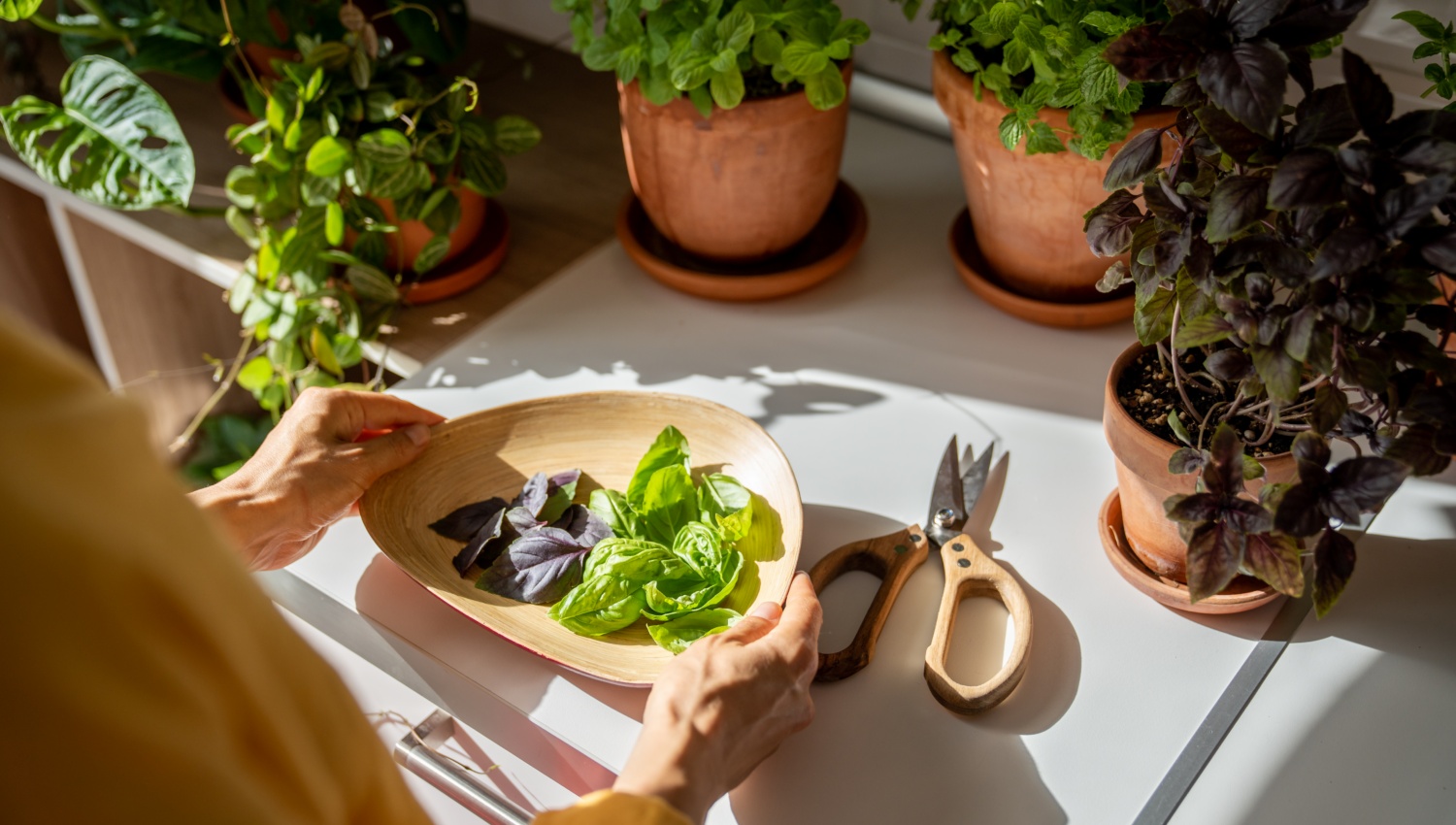 Jemand hält eine Schale mit frischen Blättern Basilikum. Im Hintergrund diverse Küchenkräuter im Topf.
