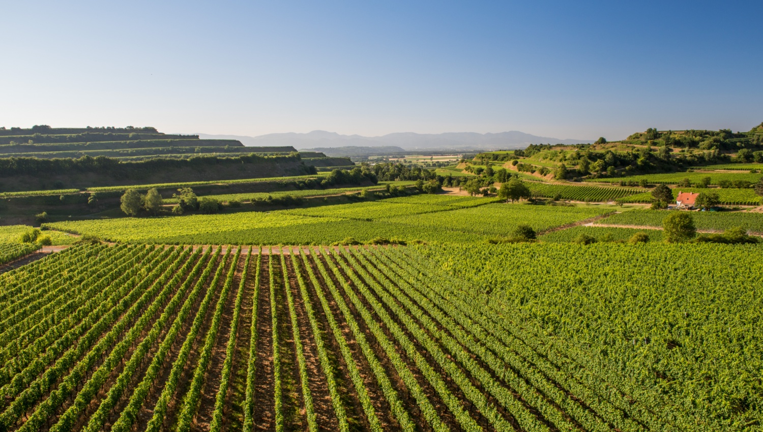 Weinberge in Baden, teilweise terassenförmig bei klarem Himmel und Sonneschein im Sommer.