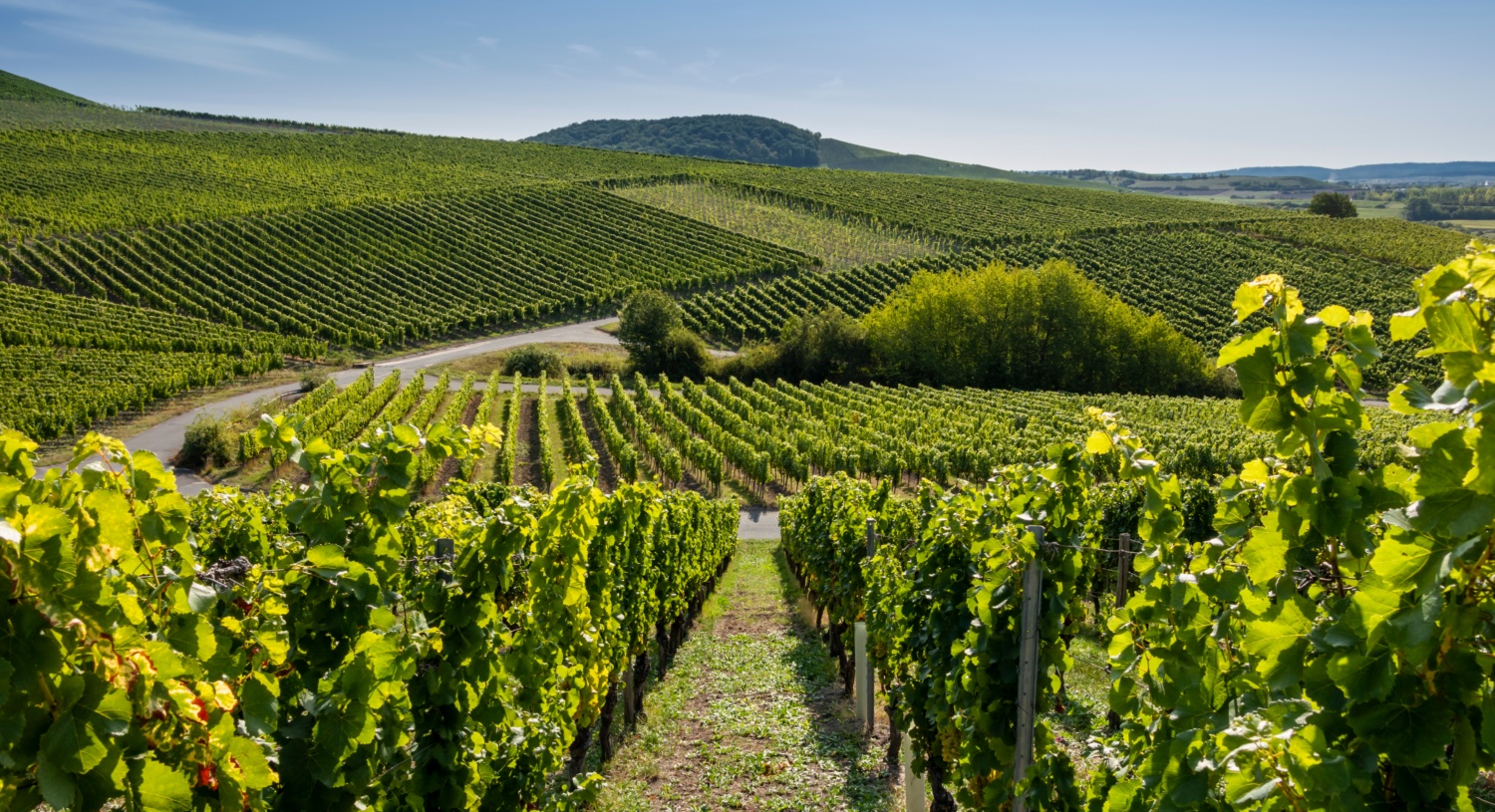 Grüne Weinberge,  blauer Himmel in sommerlicher Landschaft in der Weinregion Franken.