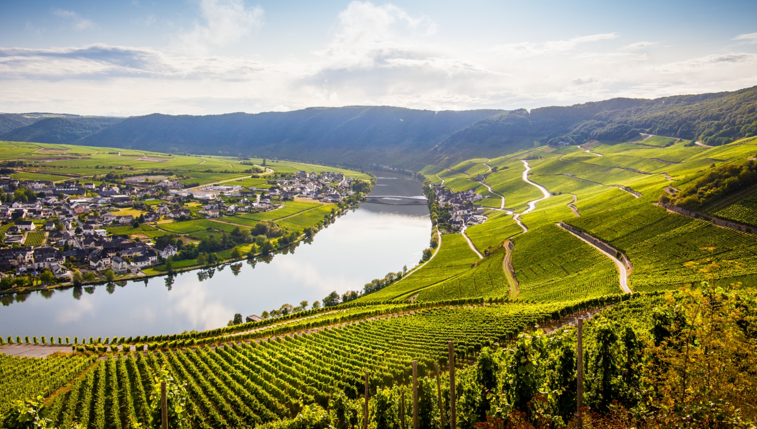 Blick auf die Mosel vom Hang umgeben von Weinbergen, die terrassenförmig angelegt sind.
