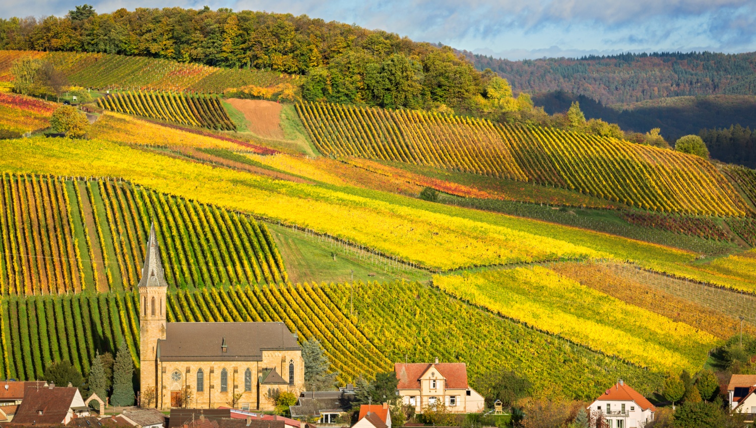 Dorfkirche und Häuser in herbstlichen Weinbergen im Weinanbaugebiet Pfalz.