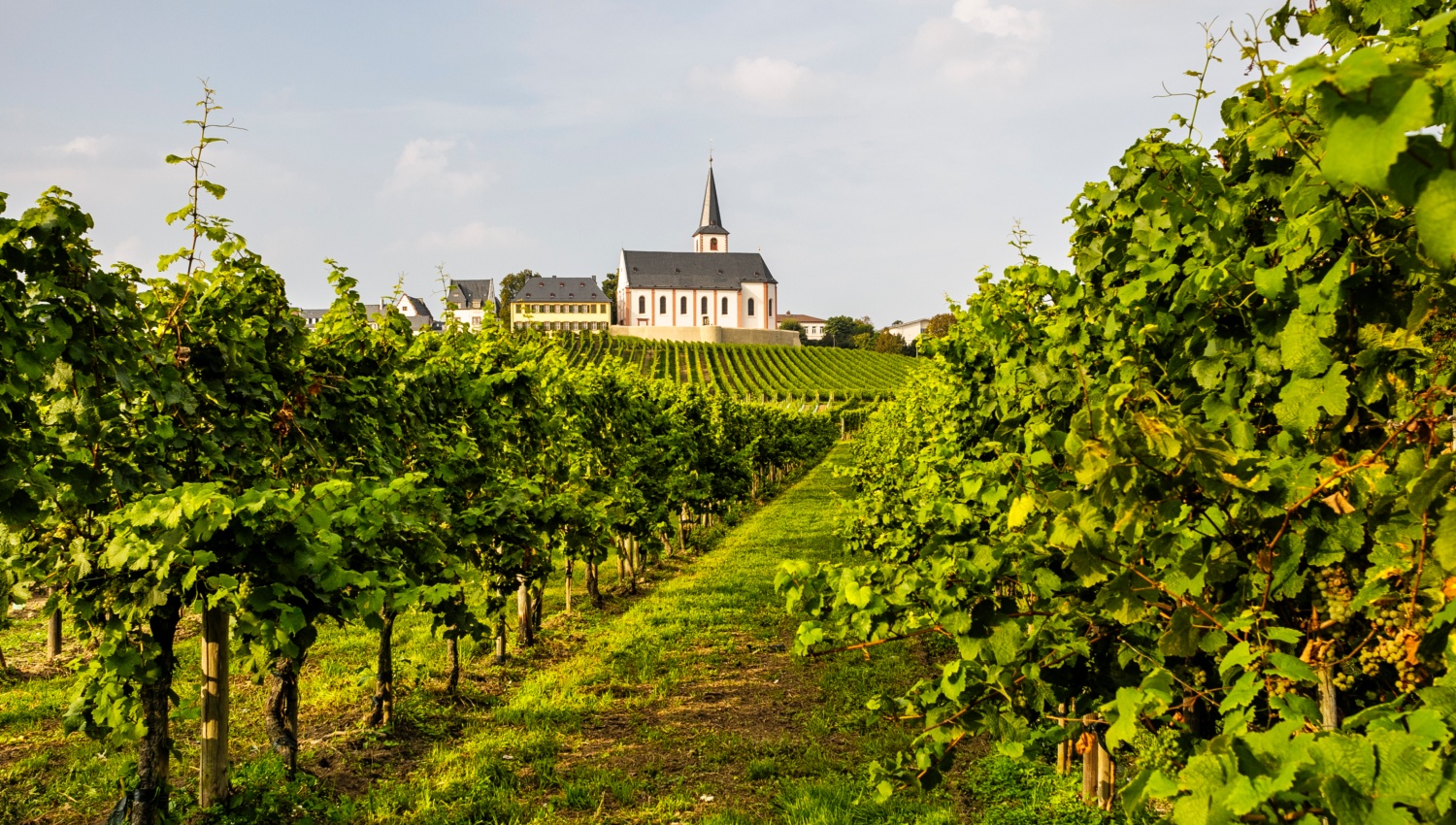 Blick auf ein Kloster im Rheingau umgeben von Rebflächen.