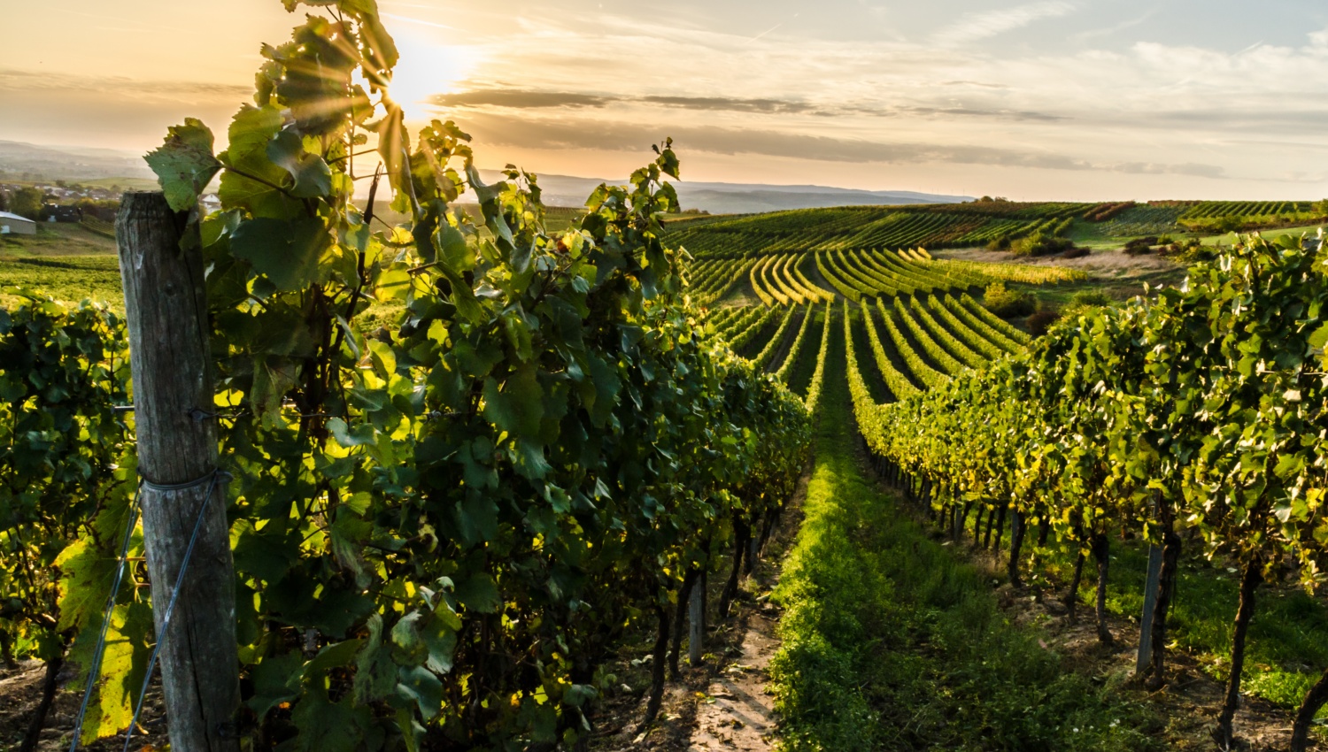 Blick auf grüne Reben in den Weinbergen von Rheinhessen in der Abendsonne.