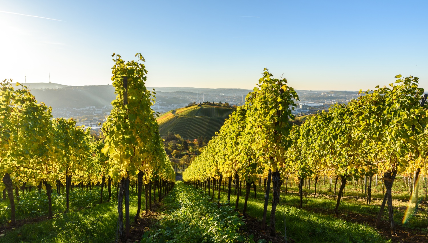 Weinberge im Weinbaugebiet Württemberg im Sonnenlicht mit Landeshauptstadt Stuttgart im Hintergrund.
