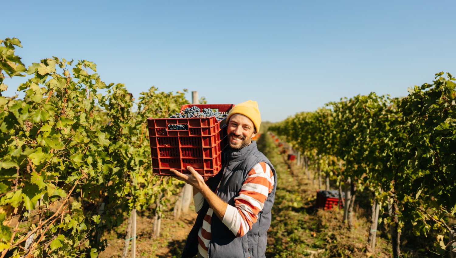 Mann bei der Weinlese, der auf seiner Schulter eine rote Kiste mit Trauben trägt an einem sonnigen Tag im Weinberg.