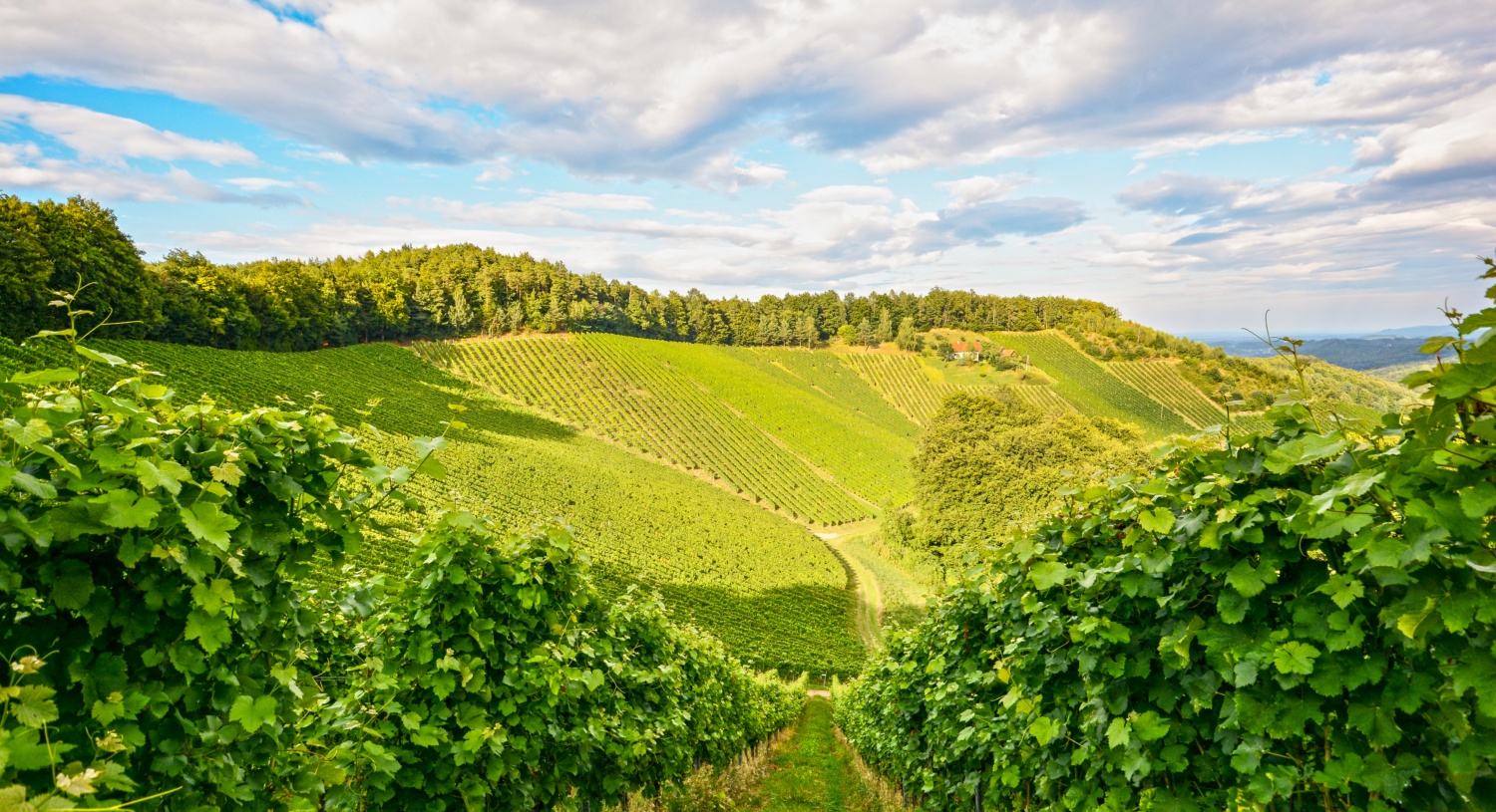 Weinberge bei Sonnenuntergang, grünes Laub und Reihen von Rebstöcken erstrecken sich über die Hügel unter einem bewölkten Himmel.