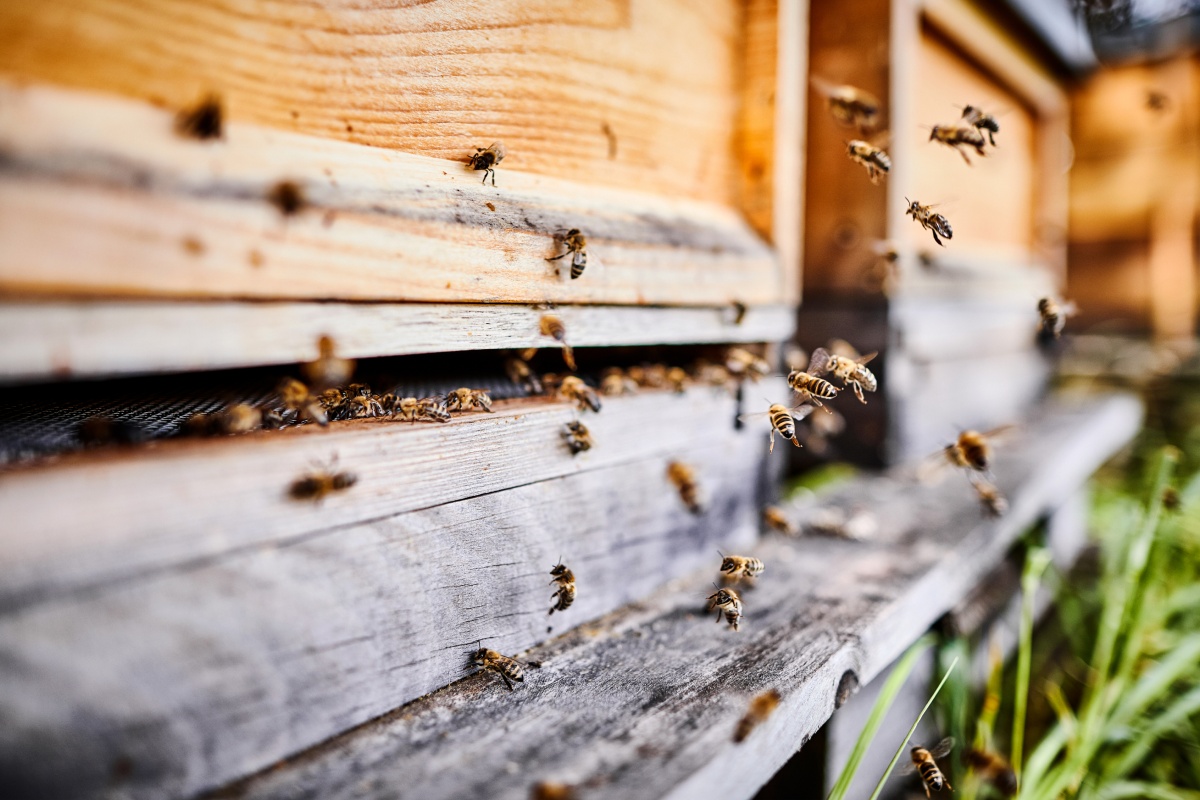 Honigbienen landen an Bienenkästen.