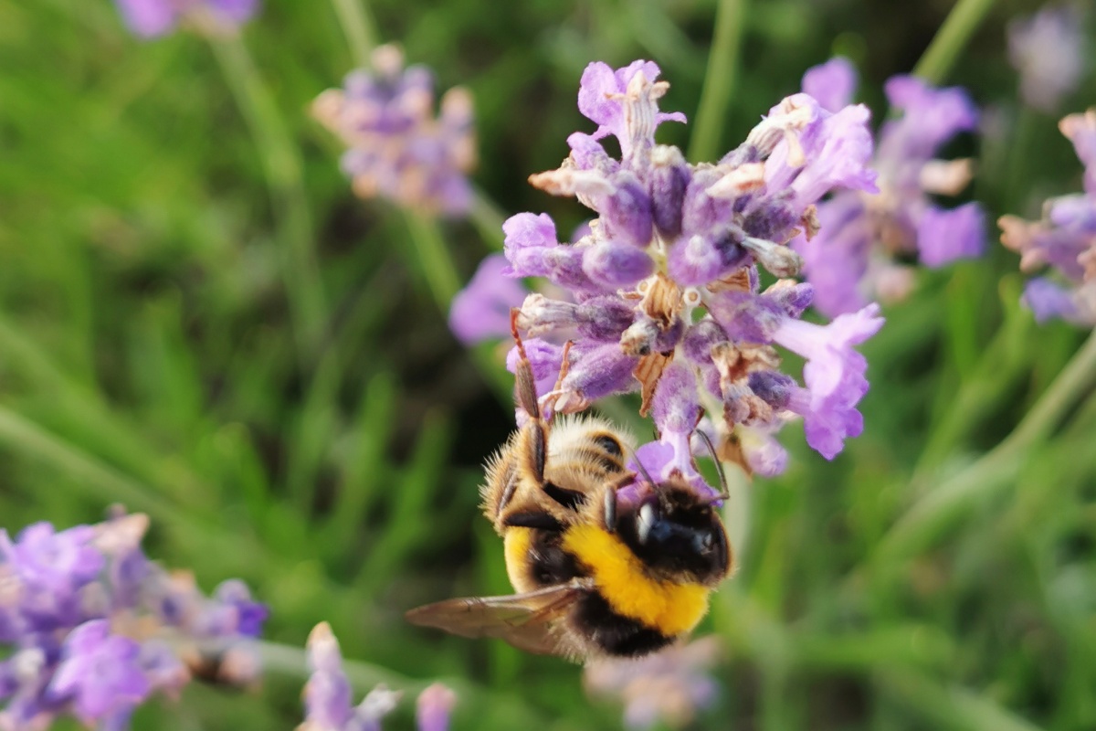 Eine Biene sitzt auf einer Lavendelblüte.