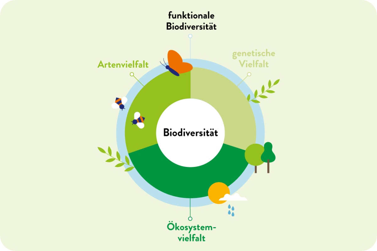 Erklärgrafik Biodiversität.