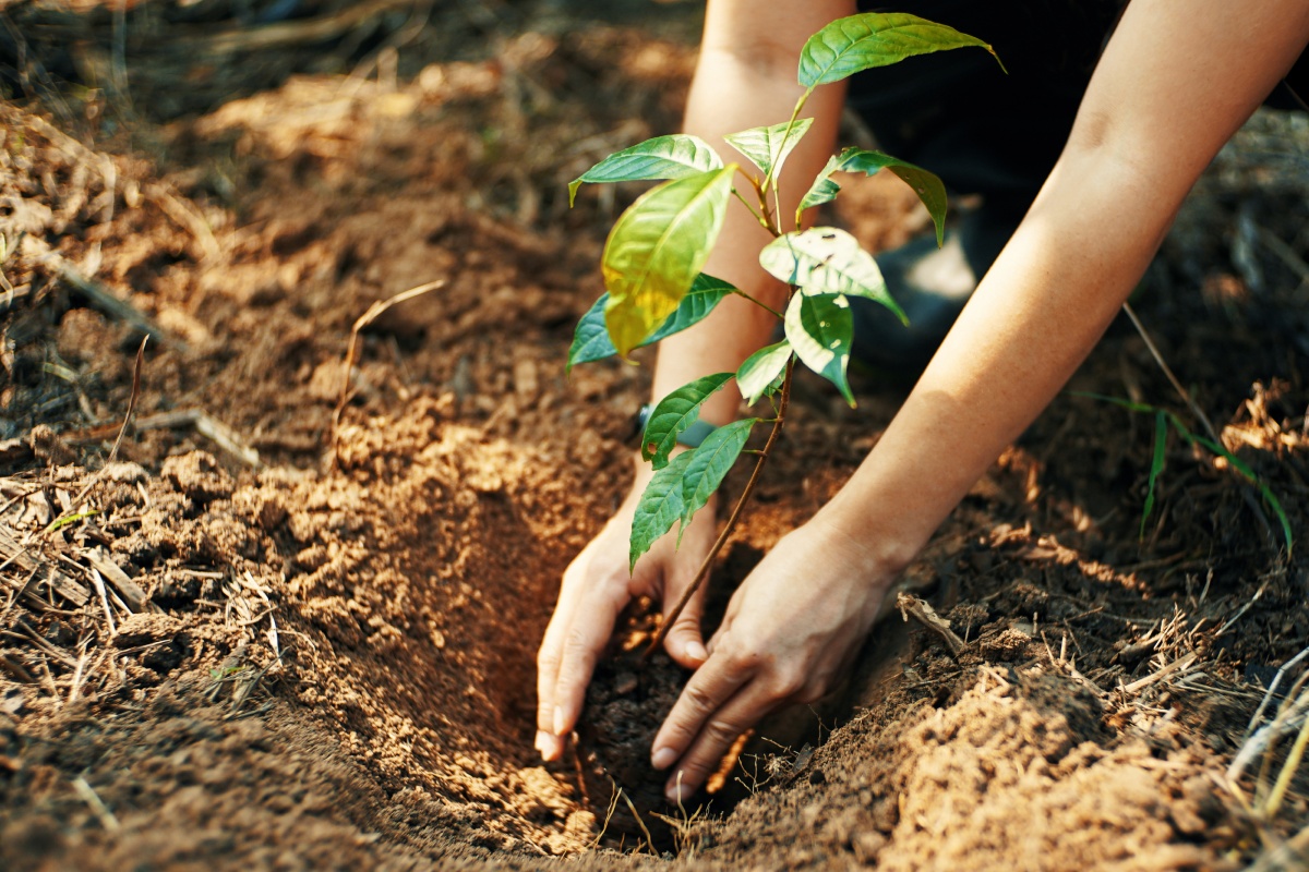 Eine Person pflanzt einen neuen Baum in Waldboden.