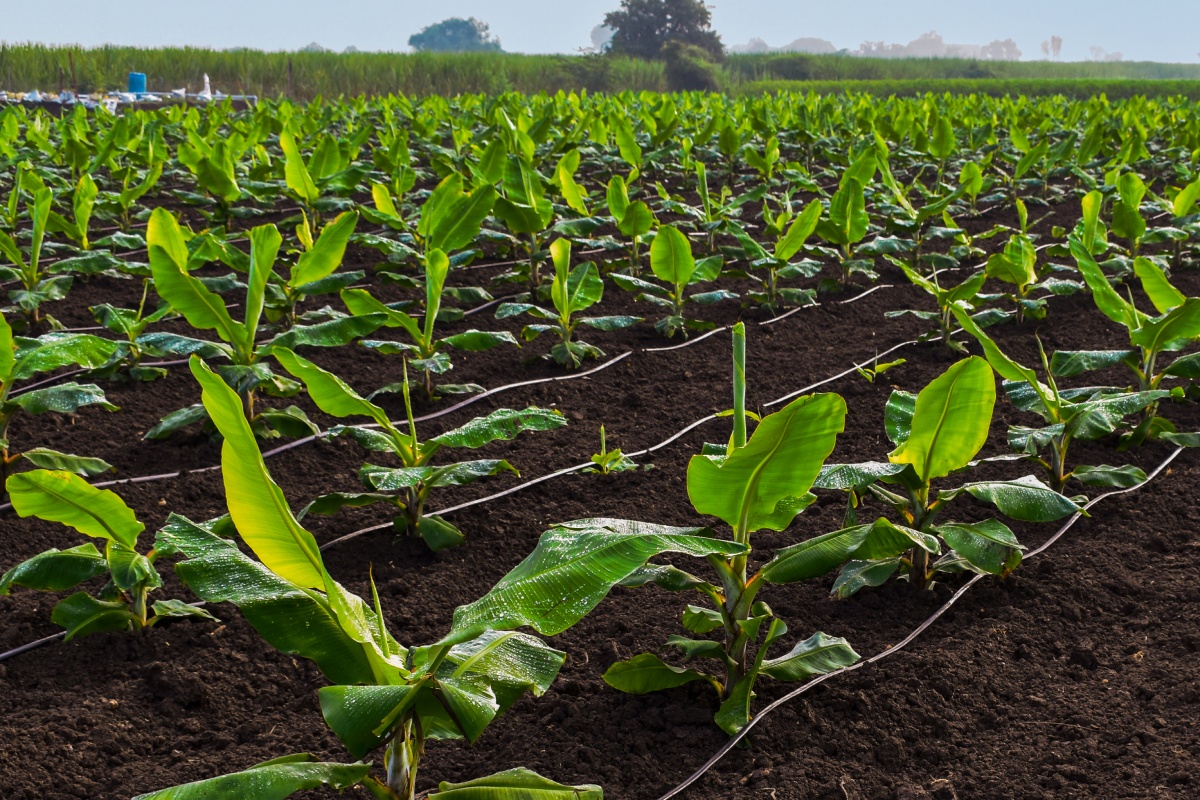 Feld mit jungen Bananenpflanzen.