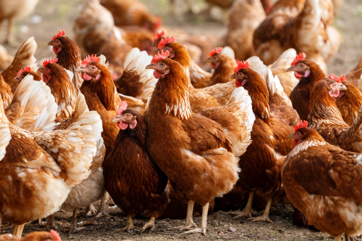 Eine Gruppe von Hühnern auf einerm Acker.
