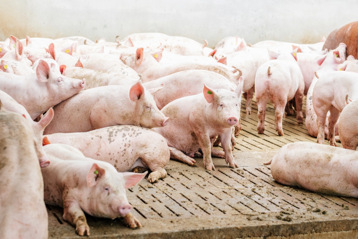 Schweine in einem Stall der Haltungsform 1