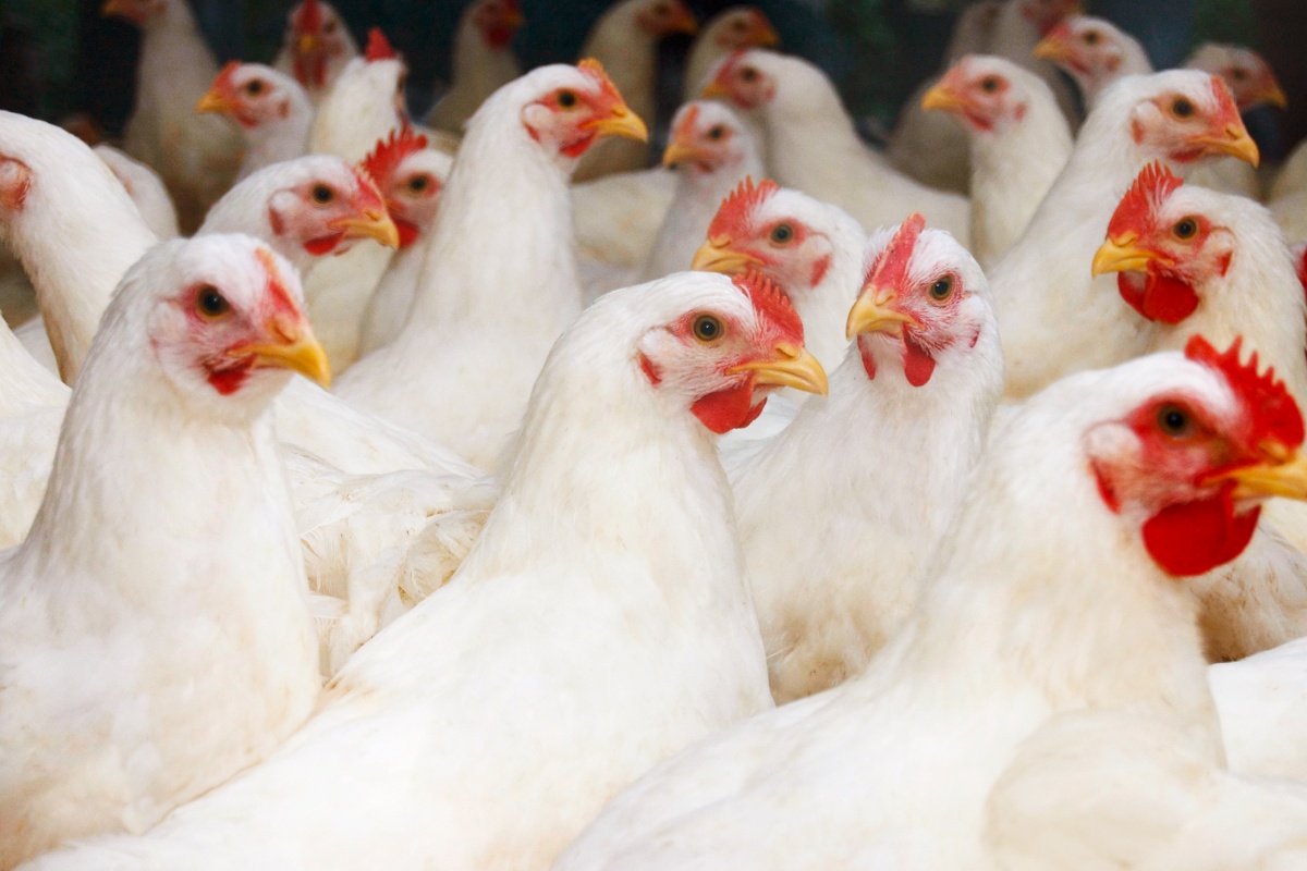 Hühner stehen in einem Stall der Haltungsform 1.
