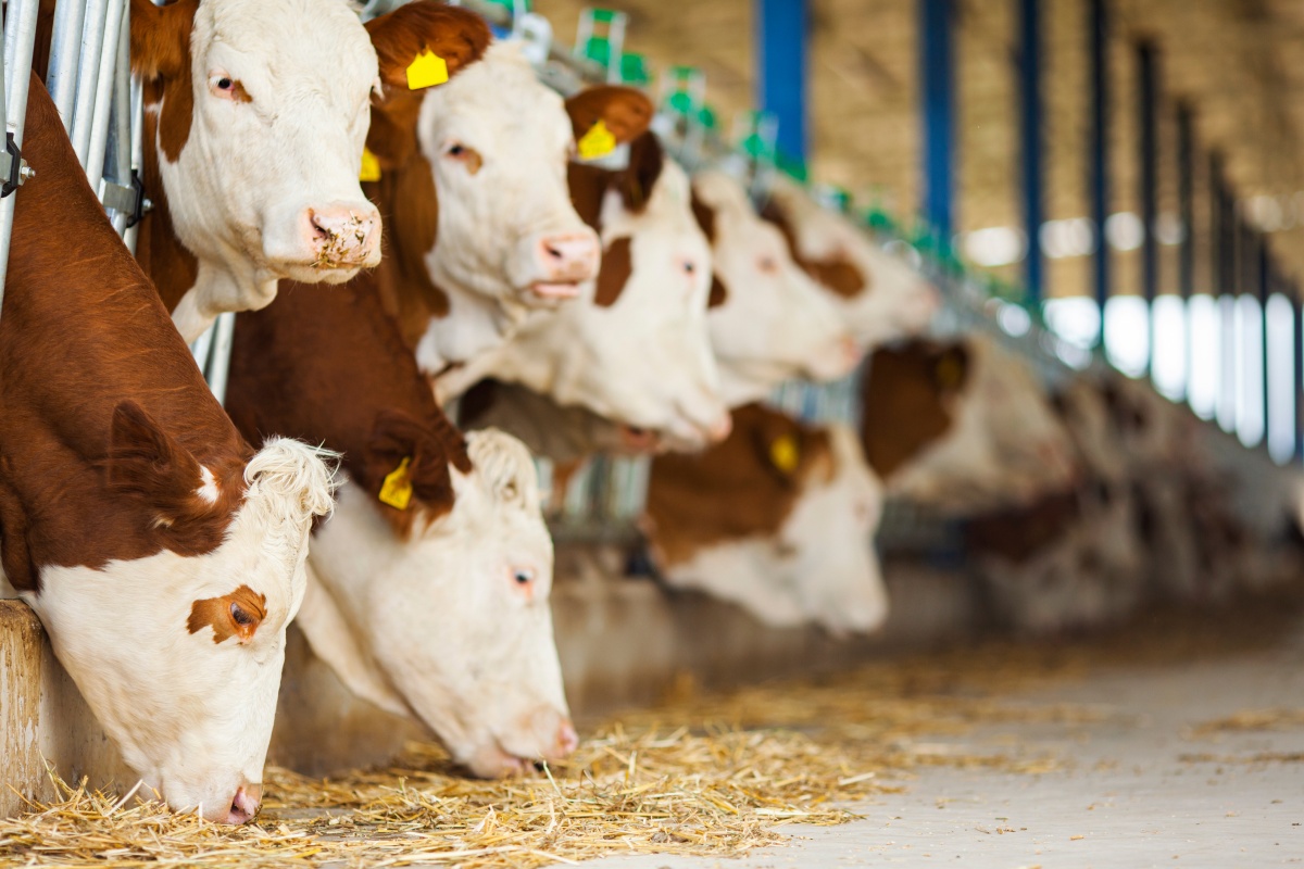 Milchkühe fressen im Stall Heu.