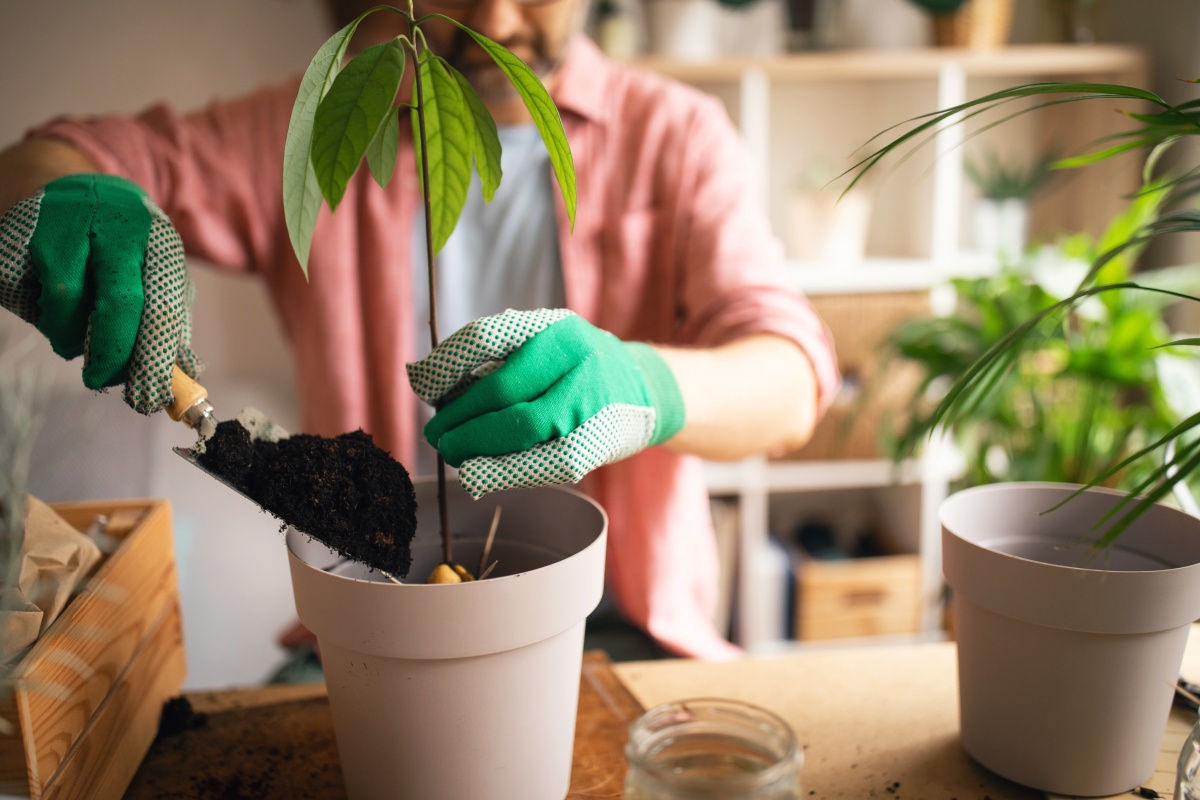 Jemand gibt frische Erde in einen Topf mit einer Avocadopflanze.