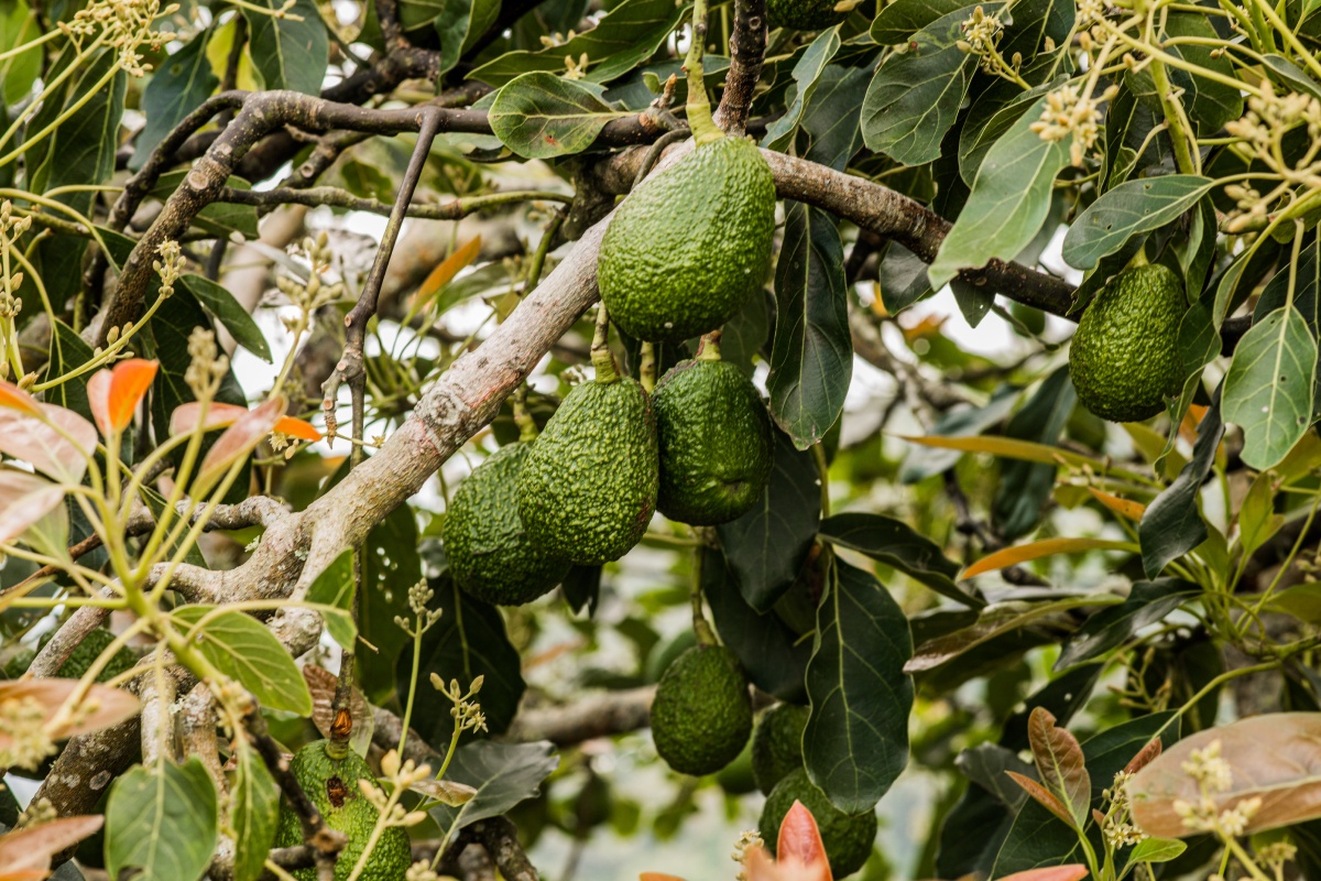 Grüne Avocados hängen an einem Avocadobaum.
