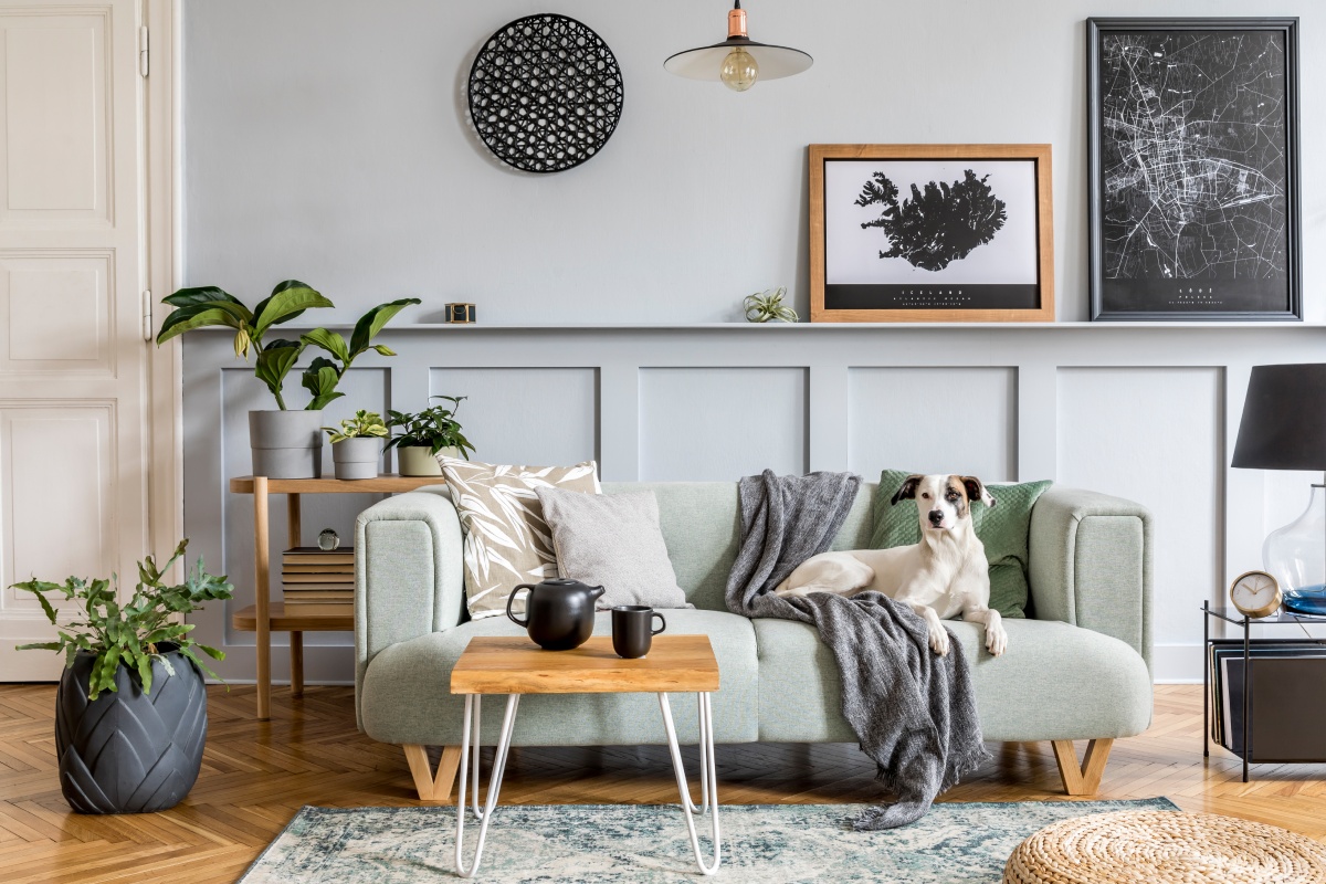 Ein hellgrünes Sofa mit Kissen und Decken, auf dem ein Hund sitzt. Im Hintergrund gemütliche Möbel und Accessoires