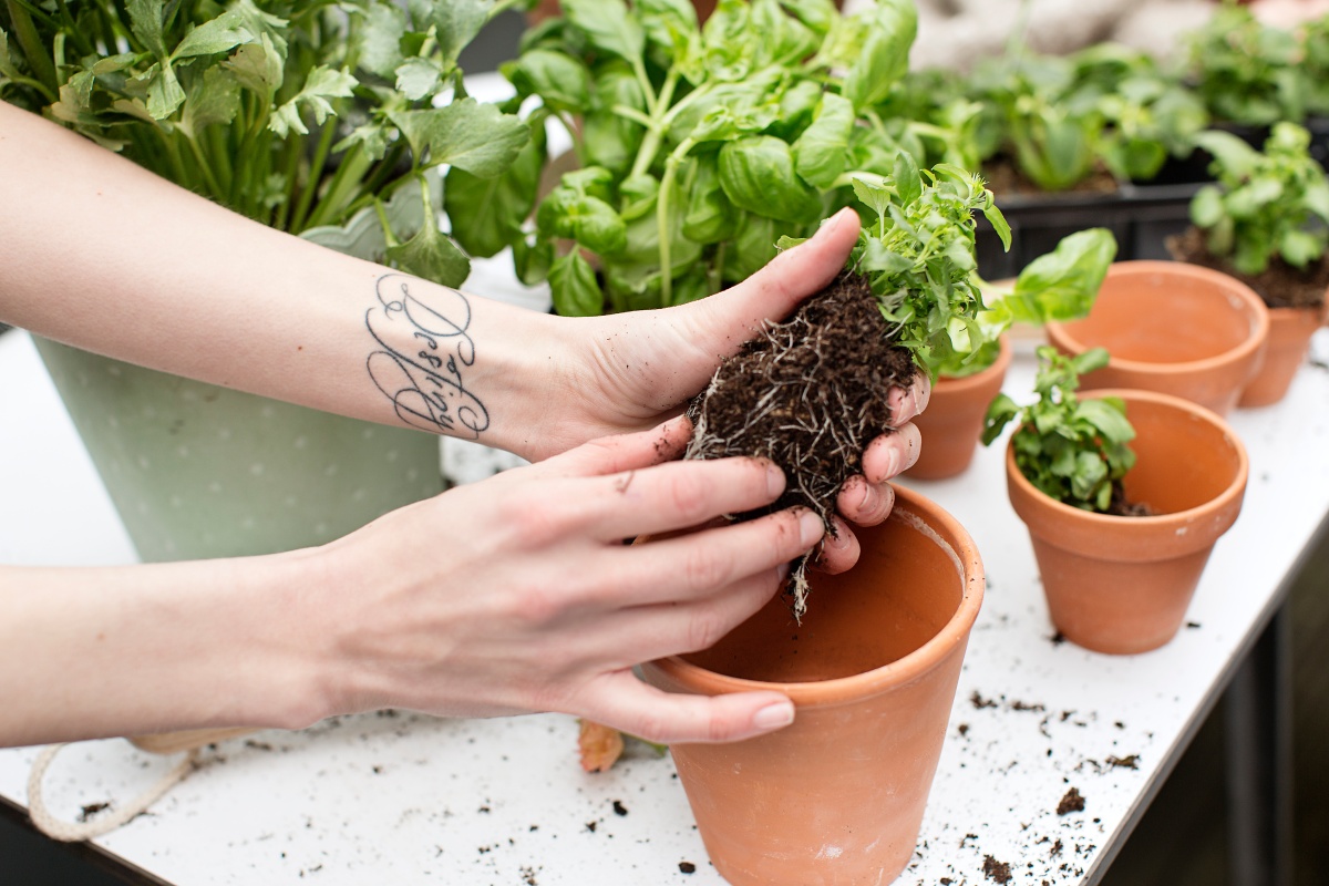 Jemand hält eine Pflanze an den Wurzeln mit Erde fest, um sie in einem Topf umzutopfen.