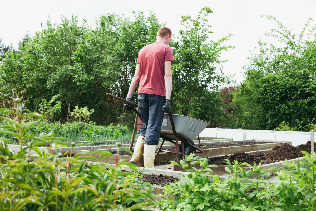 Mann in Gummistiefeln, Gartenhandschuhen, Jeans und T-Shirt in einem Garten mit vielen angelegten Beeten von hinten mit einer Schubkarre. Zum Teil sind die Beete grün bewachsen, im Hintergrund hohe Büsche.