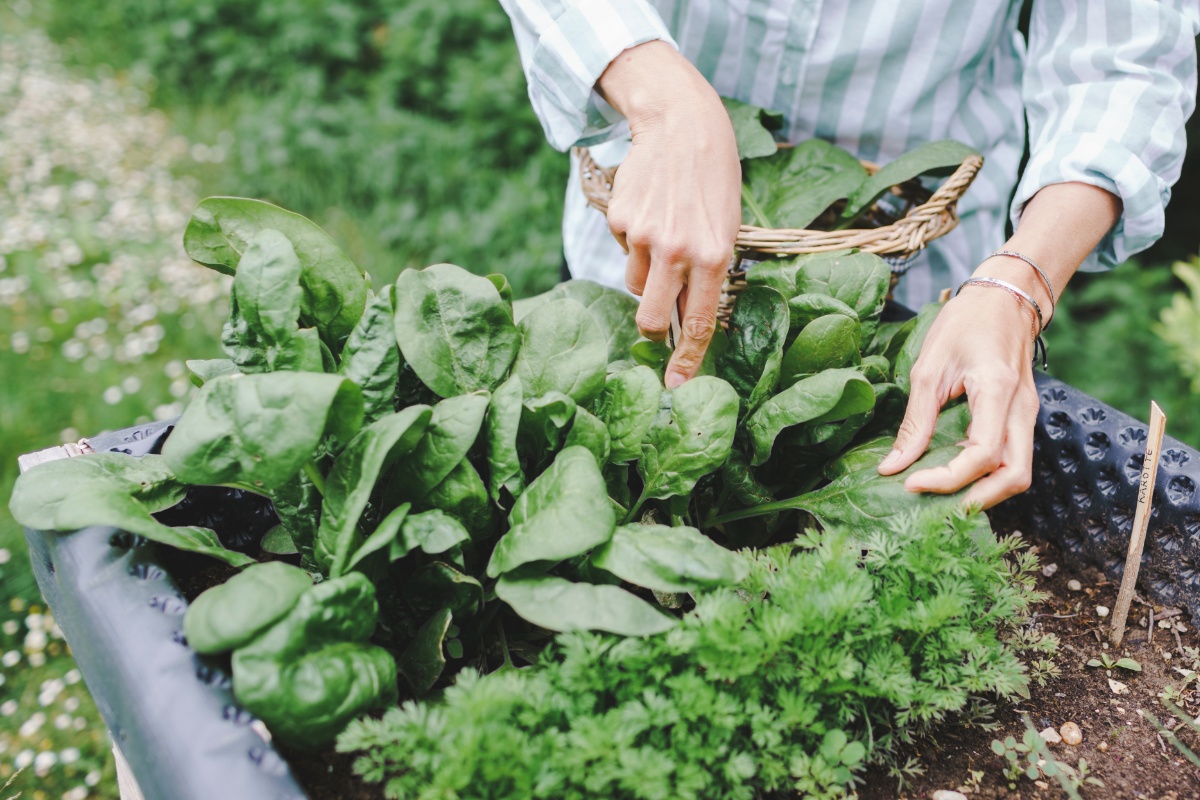 Person erntet Spinat aus einem Hochbeet, daneben wächst Krause-Petersilie, im Hintergrund unscharf wild wachsende Pflanzen. 