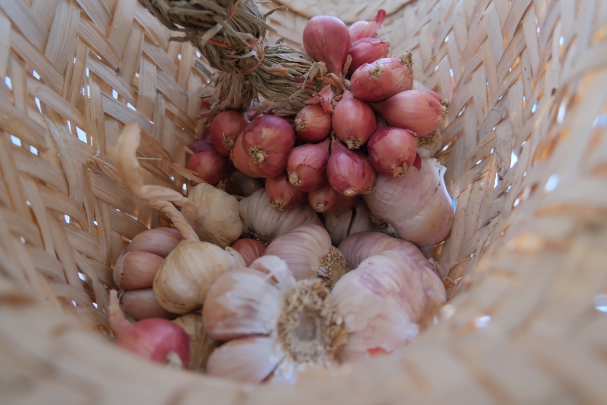 Geflochtener Korb mit frischem Knoblauch und Schalotten.