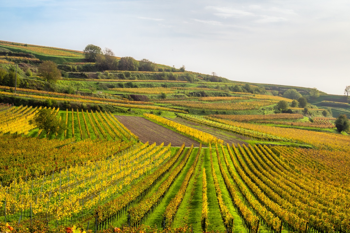 Weinberge im Herbst mit gelb-grünen Reben auf hügeliger Landschaft unter bewölktem Himmel.