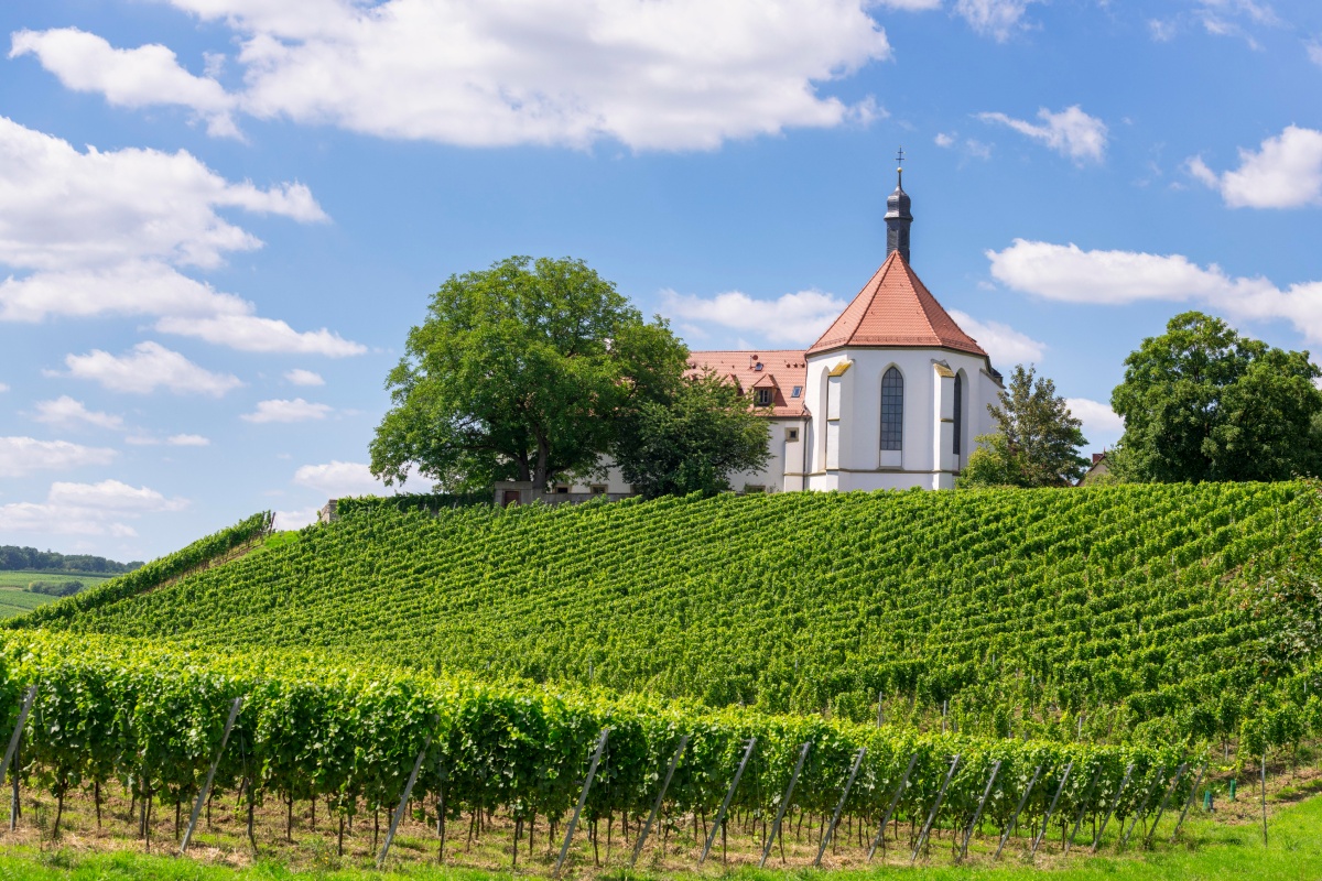 Weinberg in Franken mit grünen Reben, Kirche auf Hügel und blauem Himmel mit weißen Wolken.