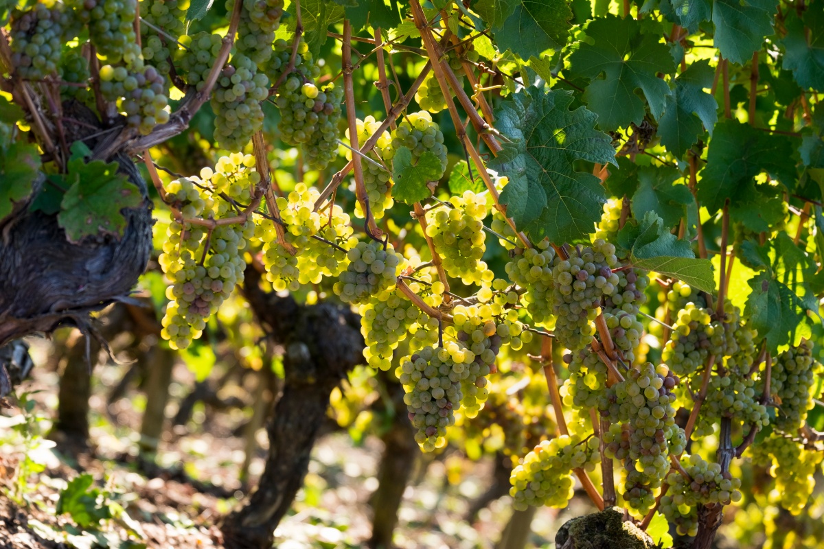 Nahaufnahme von weißen Trauben, die in einem sonnigen Weinberg reifen.