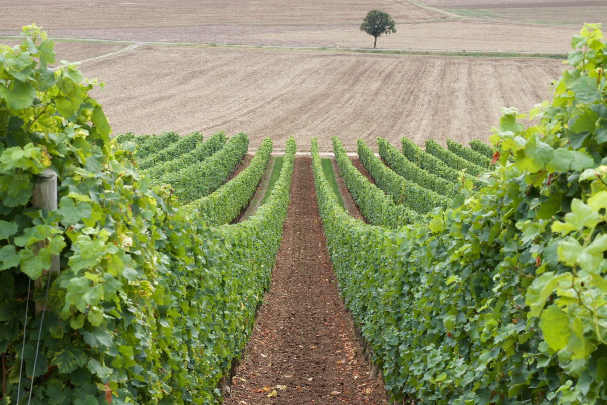 Mehrere Reihen Weinreben in den Weinbergen von Rheinhessen.